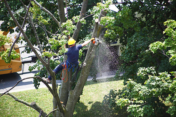 Lawn Renovation and Restoration