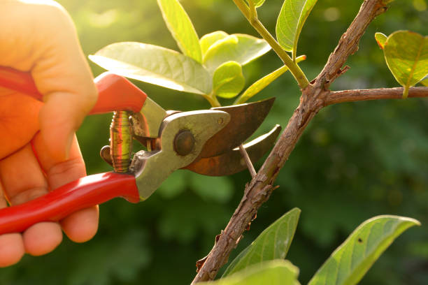 Best Tree Disease Treatment  in Fortuna, CA